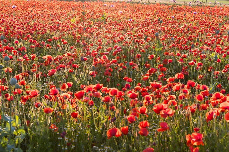 Corn poppy (Papaver rhoeas) in bloom, Callenberg, Saxony, Germany, Europe