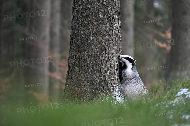 Badger in the snow, Wittlich, Rhineland-Palatinate, Germany, Europe