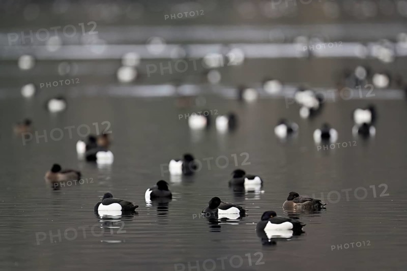 A group of Tufted Ducks (Aythya fuligula), swimming in their winter quarters on Lake Root, Canton Lucerne, Switzerland, Europe