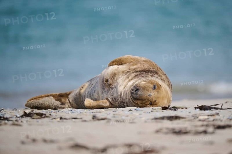 Grey seal (Halichoerus grypus) lying on the beach, Düne, Helgoland, Schleswig-Holstein, Germany, Europe