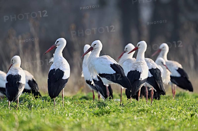 White storks (Ciconia ciconia), large flock standing in a meadow, Flachsee, Canton Aargau, Switzerland, Europe