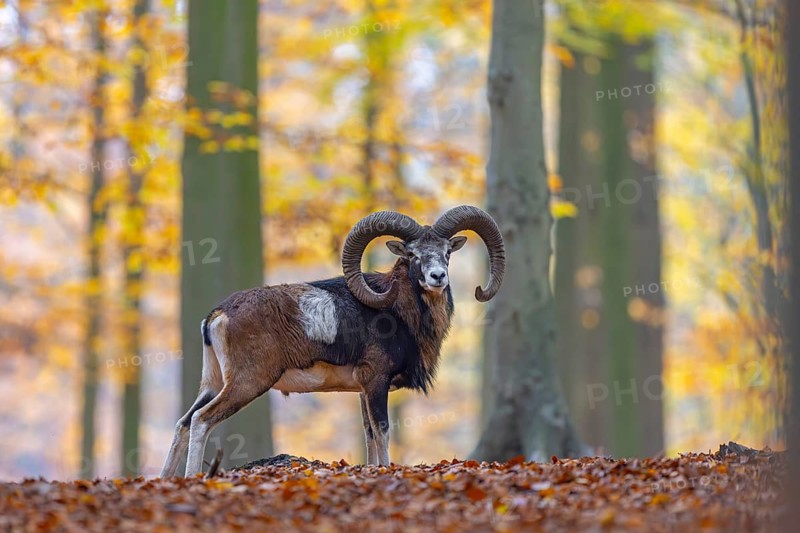 European mouflon (Ovis aries musimon, Ovis gmelini musimon) ram, male with big horns in forest during the rut in autumn, fall