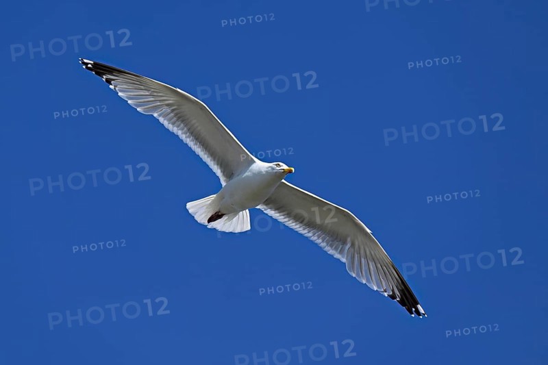 Herring Gull (Larus argentatus), in flight, Texel, West Frisian Islands, province of North Holland, Netherlands