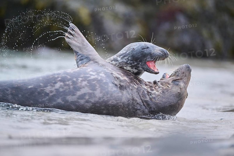 Grey seal (Halichoerus grypus) playing with each other in the water, sea, Düne, Helgoland, Schleswig-Holstein, Germany, Europe