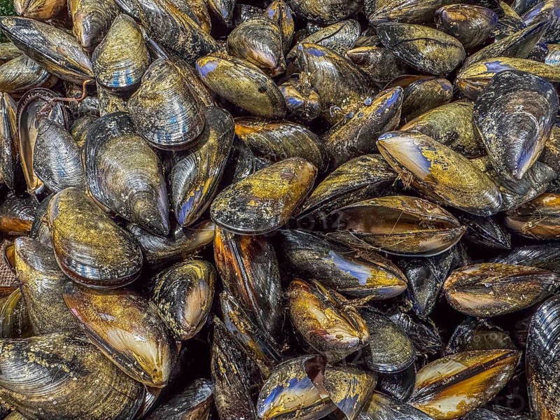 A close up image of a group of Australien mussels (Mytilus californianus) in a fish market, background texture. Gold coast Queensland, Australia, Oceania