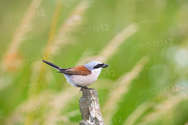 Red-backed shrike (Lanius collurio) ml Germany