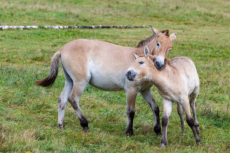 Przewalski's horse (Equus przewalski) capive Germany