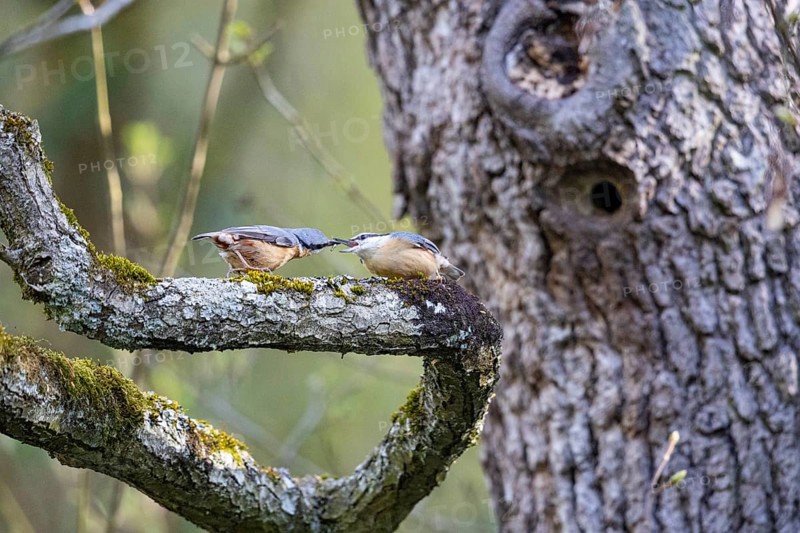 Nuthatch (Sitta europaea) courtship feeding Germany