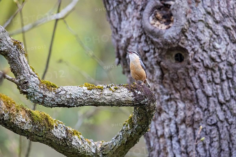 Nuthatch (Sitta europaea) Courtship song Germany