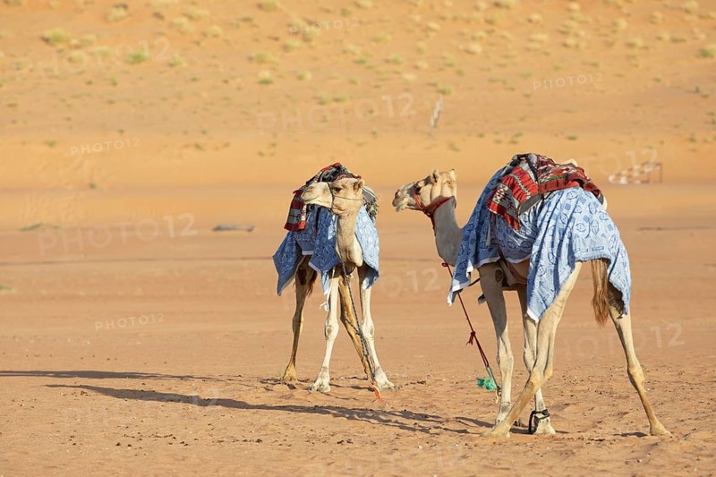 Dromedaries (Camelus dromedarius) with saddle in the Wahiba Sands or Rimal Al Wahiba or Sharqiyya Sands desert, Janub ash-Sharqiyya region, Oman, Asia