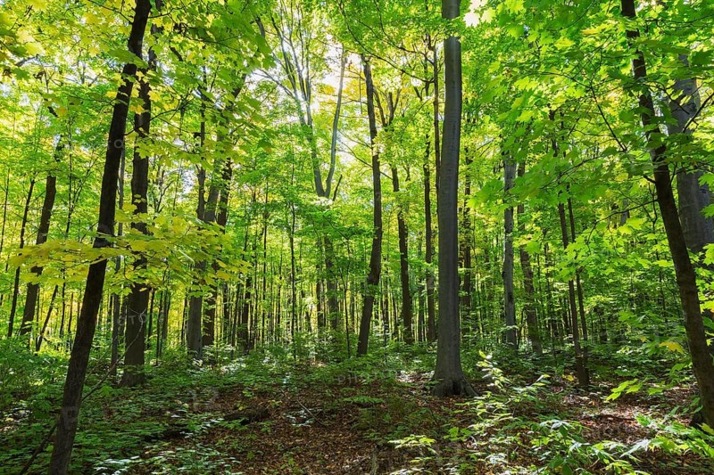 Mixed forest of tall backlighted Acer - Maple, Betula - Birch trees with abundant green, yellowish leaves and sunburst in autumn, Quebec, Canada, North America