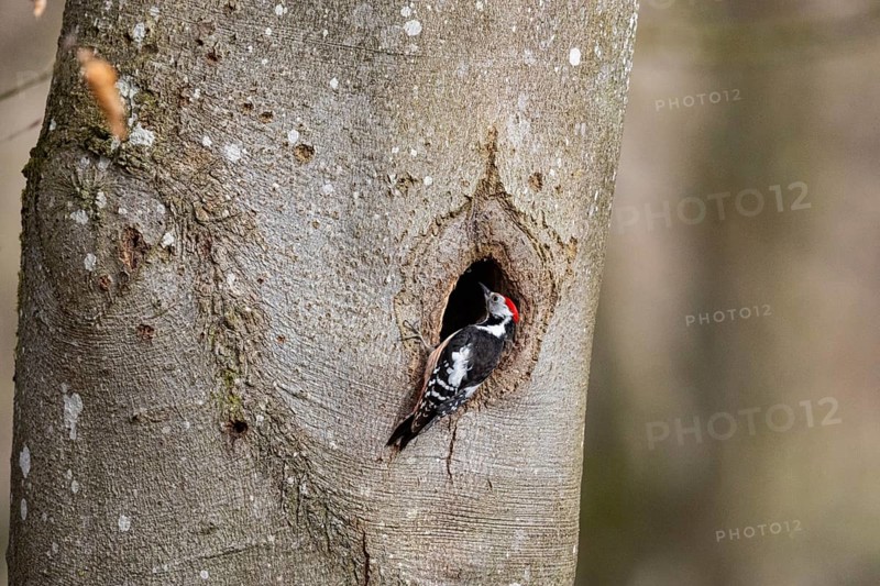 Middle spotted woodpecker (Dendrocopus medius) Germany