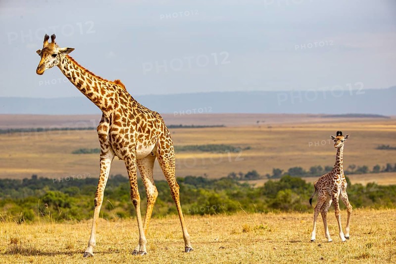 Masai giraffe (Giraffa c. tippelskirchi) Masai Mara Kenya