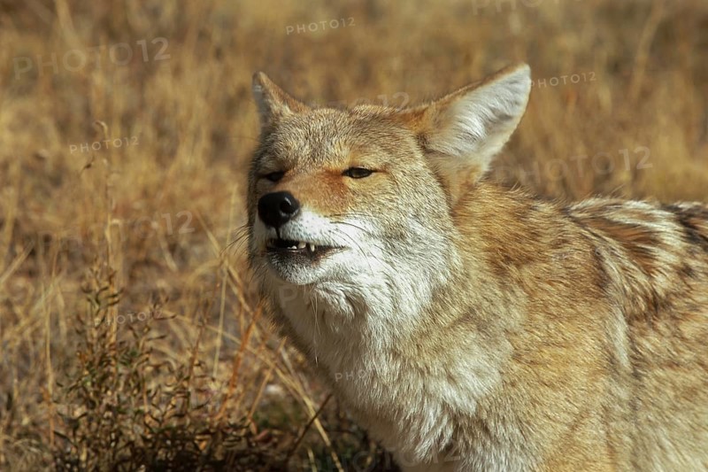 Coyote. Canis latrans. Coyote standing on a meadow and watching. Close up. Rocky Mountains national park. Colorado state. USA