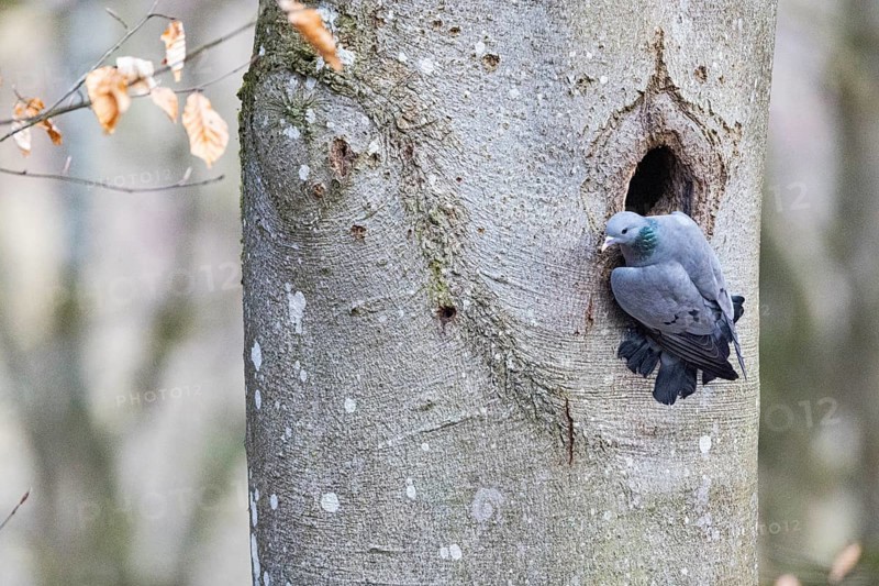 Stock Dove (Columba oenas) at Black Woodpecker Cave Germany