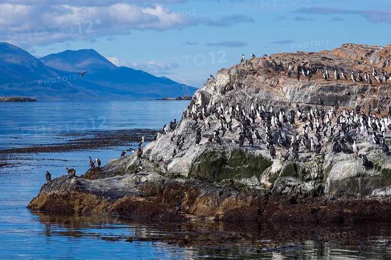 Ushuaia, Tierra del Fuego, Argentina, Cormorants sitting on a rock in the Beagle Channel, South America
