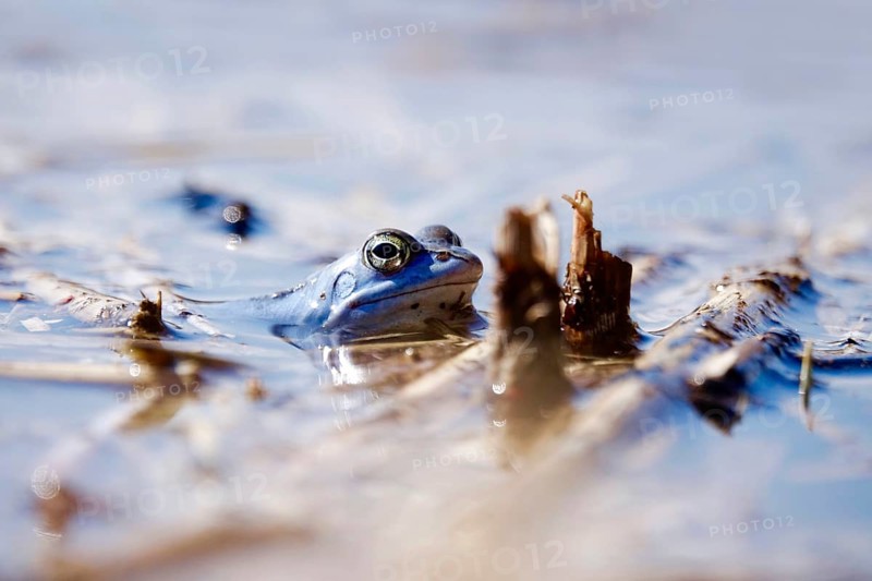 Male blue moor frog in the mating season, March, Saxony, Germany, Europe