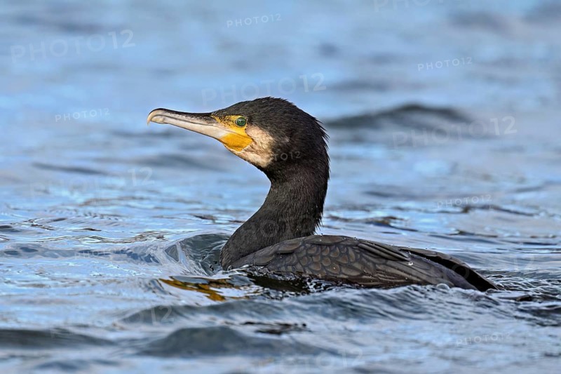Cormorant (Phalacrocorax carbo), swimming, Switzerland, Europe