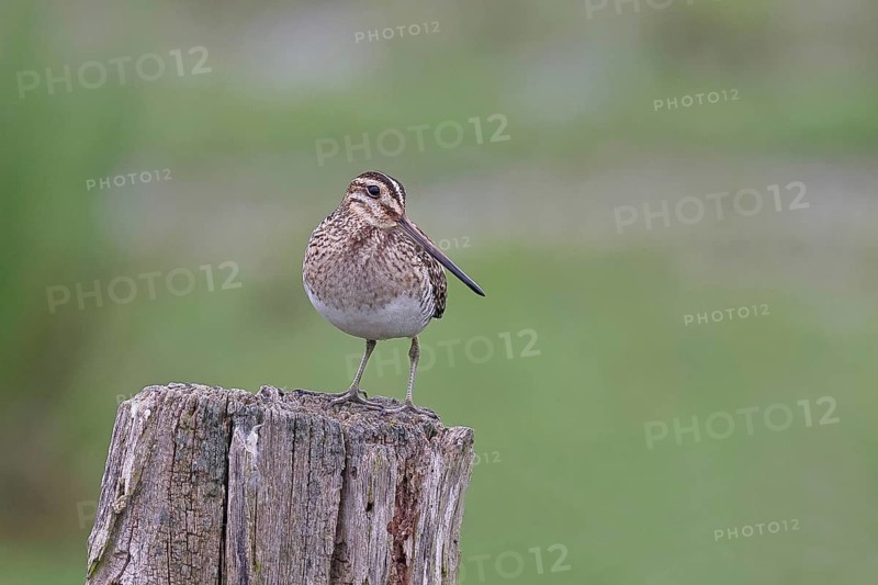 Snipe (Gallinago gallinago), standing on fence posts of a pasture, on moorland, snipe birds, wildlife, nature photography, Ochsenmoor, Naturpark Dümmer See, Hüde, Lower Saxony, Germany, Europe