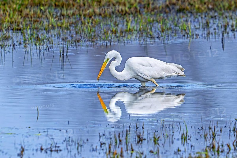 Great white egret, great egret (Ardea alba) non-breeding adult fishing in shallow water of wetland in late winter, early spring