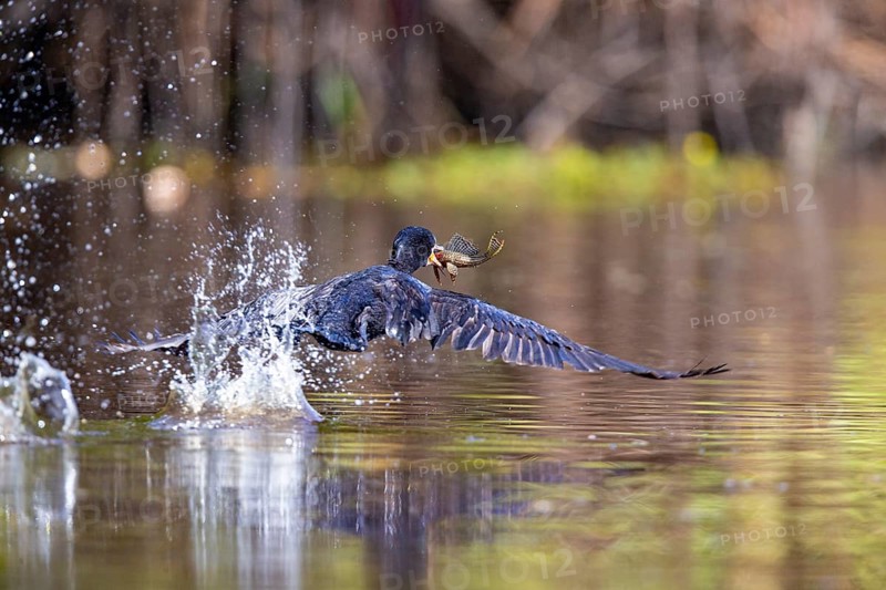 Humboldt Cormorant (Phalacrocorax brasilianus) Pantanal Brazil