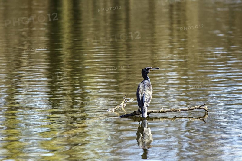 A cormorant sits on a branch in the water, reflected by the calm lake surface, Brüggen, North Rhine-Westphalia, Germany, Europe