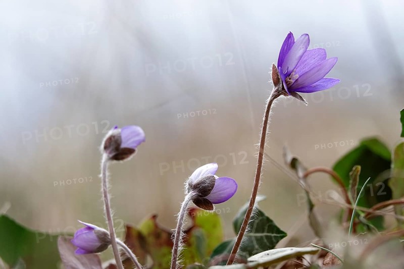 Liverwort (Hepatica nobilis), end of March, Mecklenburg-Western Pomerania, Germany, Europe