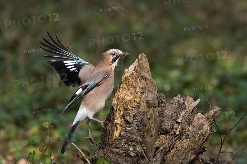A jay (Garrulus glandarius) with nesting material in its beak lands on a tree stump with its wings spread out in the forest, Hesse, Germany, Europe