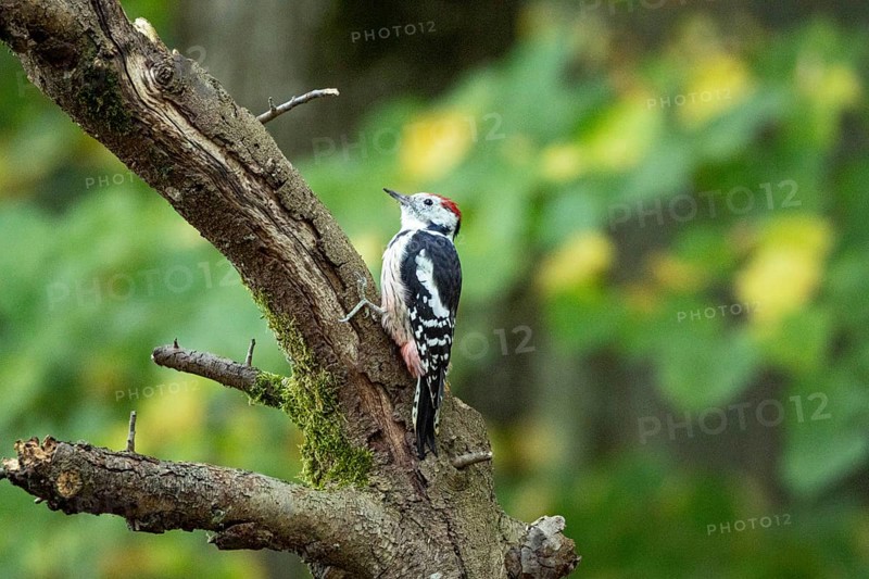 Middle spotted woodpecker (Dendrocopus medius) Germany