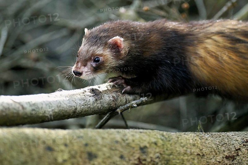 European polecat (Mustela putorius), also known as ferret, running in the undergrowth, captive, Switzerland, Europe