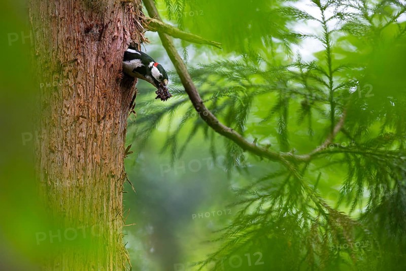 Great spotted woodpecker (Dendrocopos major), male with droppings in his beak shortly in front of leaving the nesting cavity, Bad Homburg, Hesse, Germany, Europe