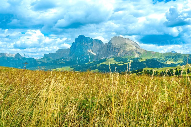 Golden meadow blowing in the wind with the sassolungo and sassopiatto mountains in the background, alpe di siusi, dolomites, italy