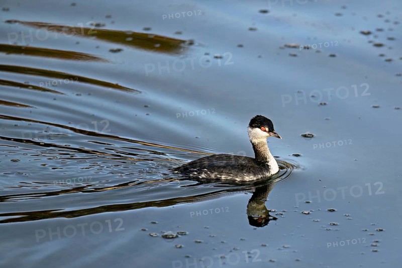 Slavonian Grebe (Podiceps auritus), adult, in adult plumage, winter plumage, swimming in Lake Zug, Switzerland, Europe