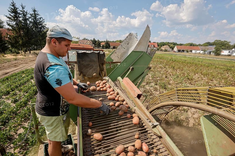 Wittichenau, Oberlausitz, Saxony, Germany - Potato harvest on the family-run farm and vegetable farm Domanja, an employee sorts the potatoes