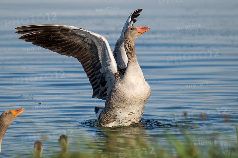 Grey goose (Anser anser), gander flapping its wings, imposing behaviour, Hauke-Haien-Koog nature reserve, North Friesland, Schleswig-Holstein, Germany, Europe