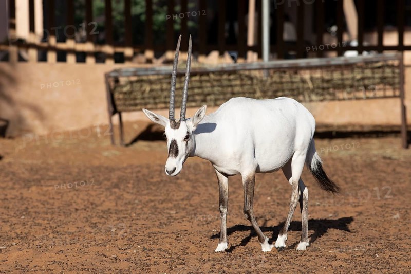 Arabian oryx (Oryx leucoryx) in the Arabian Oryx Camp, Wahiba Sands desert or Rimal Al Wahiba or Sharqiyya Sands, Janub ash-Sharqiyya region, Oman, Asia