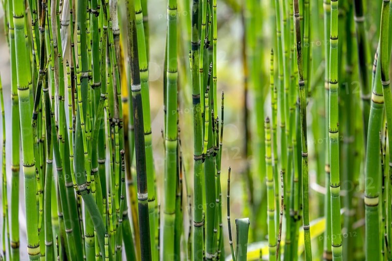 Horsetails (Equisetum), Münsterland, North Rhine-Westphalia, Germany, Europe