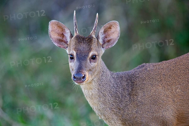 Grossmazama (Mazama americana) Pantanal Brazil