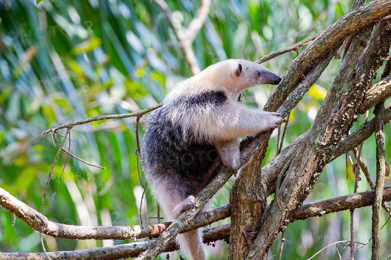 Southern tamandua (Tamandua tetradactyla) Pantanal Brazil