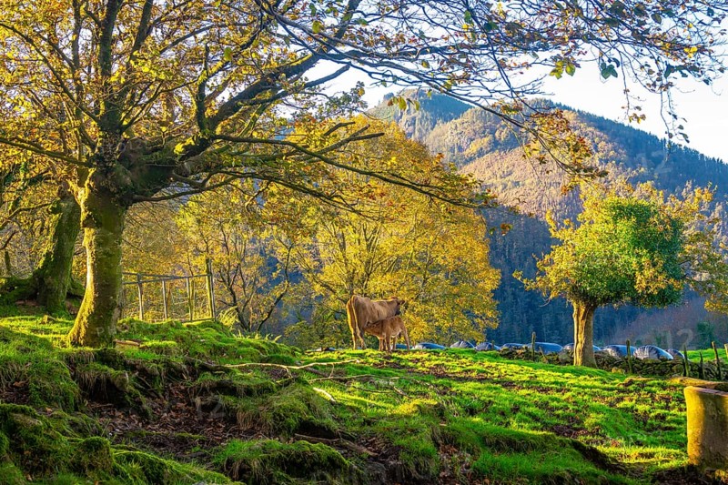 Cow nurses its calf in a vibrant green pasture surrounded by colorful autumn trees and a majestic mountain backdrop