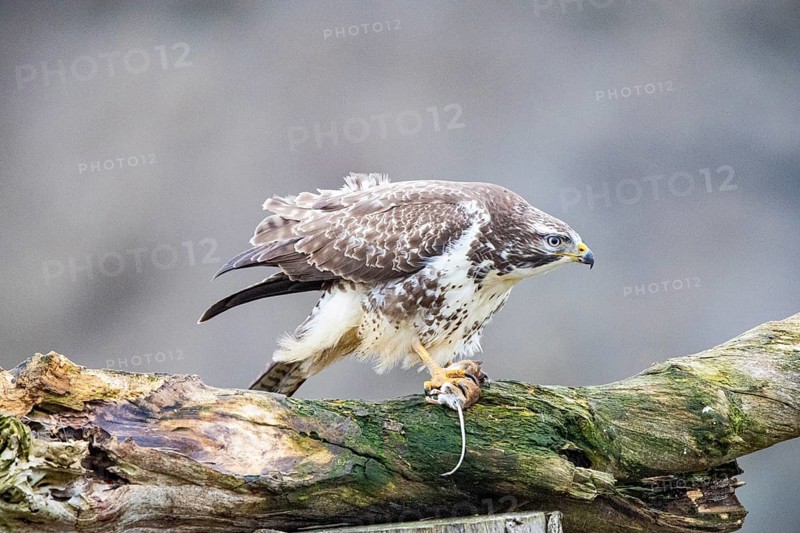 Common buzzard (Buteo buteo) Germany