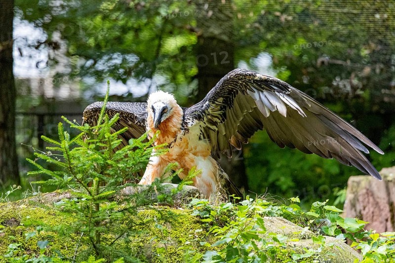 Bearded vulture (Gypaetus barbatus) captive Germany
