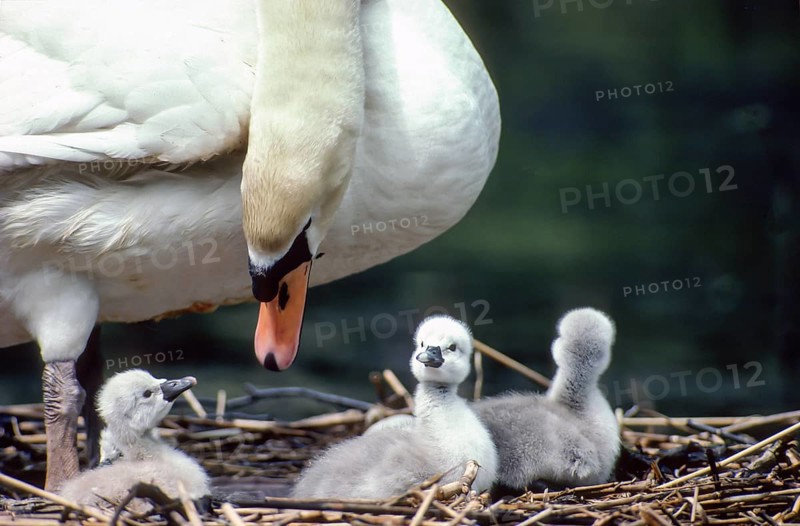 Mute swan. Cygnus olor. swan and new born cygnets stand on the nest. Forest of La Wantzenau. Region of Alsace. France