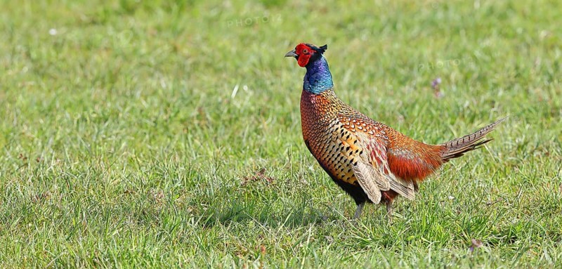 Pheasant, hunting pheasant (Phasianus colchicus), adult male bird in a meadow, wildlife, Lembruch, Ochsen Moor, Dümmer nature park Park, Lower Saxony, Germany, Europe