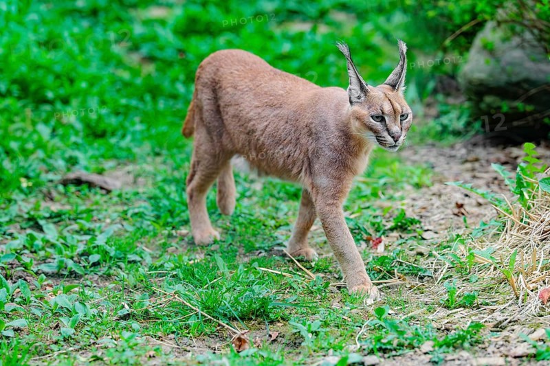 A Caracal (Caracal caracal) runs across a green meadow