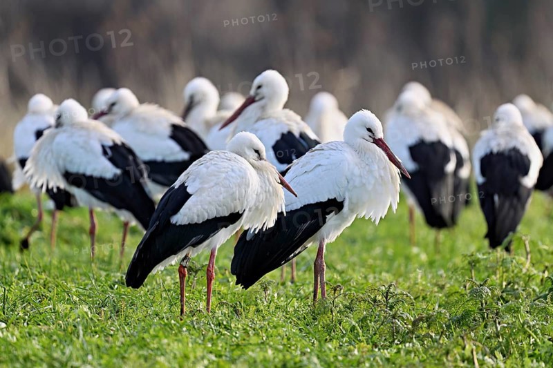 White storks (Ciconia ciconia), large flock standing in a meadow, Flachsee, Canton Aargau, Switzerland, Europe