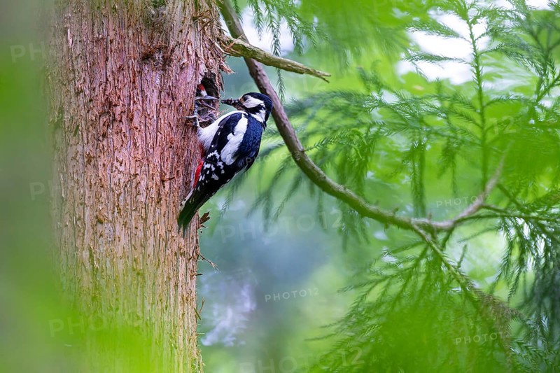 Great spotted woodpecker (Dendrocopos major), female feeds almost fledged young bird in the entrance hole of the breeding cavity, Bad Homburg, Hesse, Germany, Europe