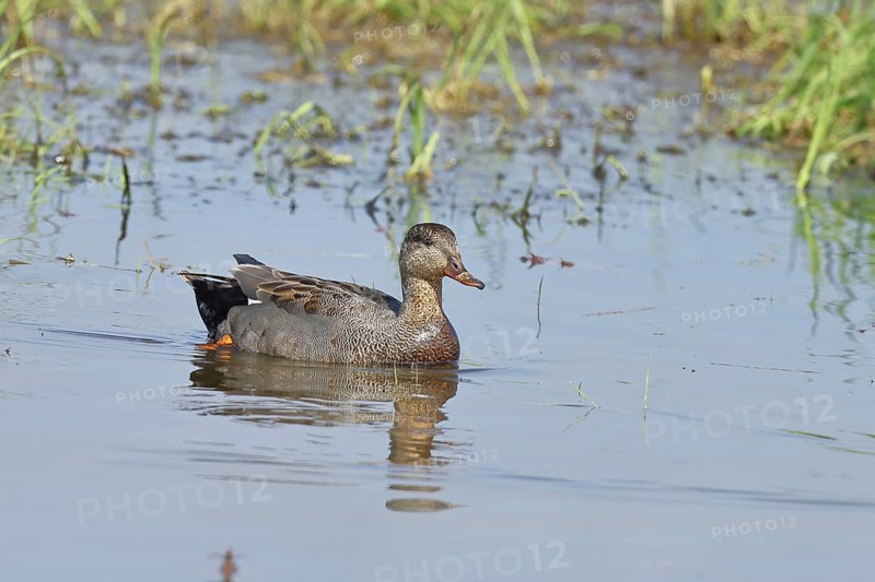 Gadwall (Mareca strepera), male, swimming on bog pond, spring, wildlife, Hüde, Ochsenmoor, Dümmer See, Hüde, Lower Saxony, Germany, Europe