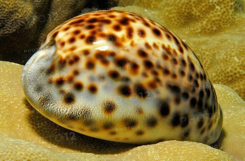 Shell of tiger cowrie (Cypraea tigris) Kauri on coral block of small polyp stony coral (Acropora), Pacific Ocean, Yap Island, Yap State, Caroline Islands, Federated States of Micronesia FSM, Australia, Oceania