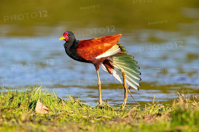 Red-fronted leaflet (Jacana jacana) Pantanal Brazil